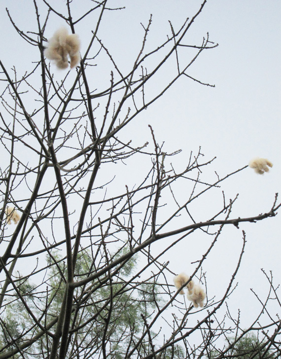local “pochote” tree (genus Ceiba)