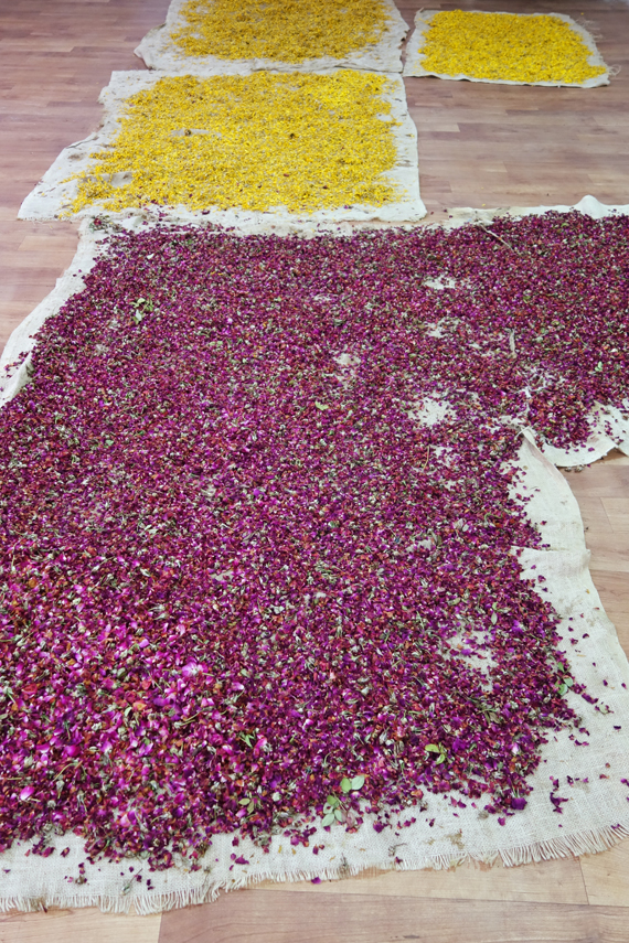 rose and marigold petals drying
